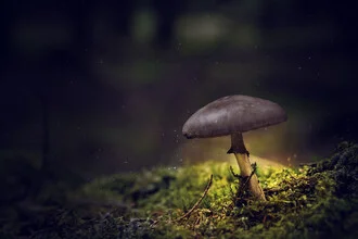 Kleiner Waldpilz leuchtet sanft in der Nacht unter einem klaren Himmel.