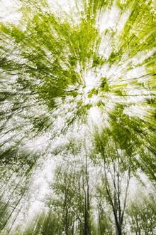 Nadja Jacke, Spring in the forest blurred (Germany, Europe)