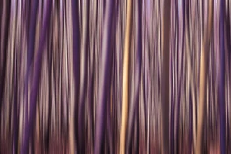 Fotokunst von Thomas Kleinert: farbenfrohe Langzeitbelichtung eines Waldes