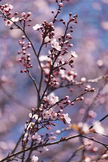 Photo art featuring delicate cherry blossoms softly glowing in the spring sun.