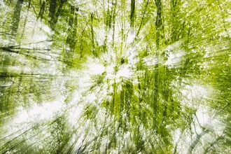 Photo art by Nadja Jacke: spring tree in Teutoburg Forest, blurred colors.