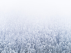 Felix Wesch, Winterwald - Deutschland, Europa)