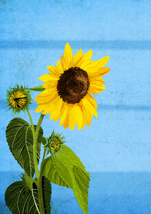 Katherine Blower, Sunny Day