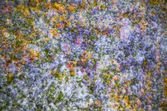 Abstract photo art featuring colorful pansies in a harmonious pattern.