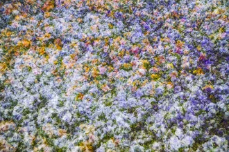 Abstract photo art featuring spring pansies in soft colors
