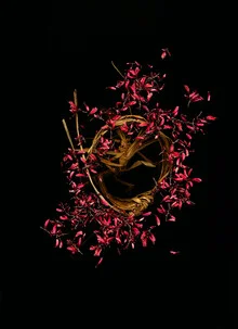 Photo art by Ramona Reimann: red flowers in soft light embodying the transience of nature.