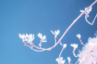 Photo art by Darius Ortmann: gentle feathers on a soft background