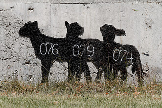 Michael Belhadi, Sheep