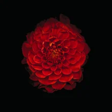 Photo art of a red chrysanthemum against a dark background