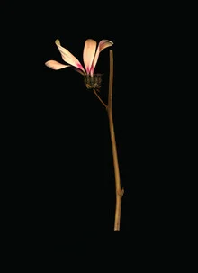 Photo art by Ramona Reimann: flowers in a dark, dreamy atmosphere