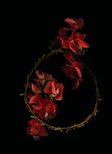 Photo art by Ramona Reimann: soft flowers in deep black and red