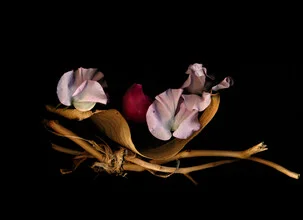 Photo art by Ramona Reimann: dark flowers with soft colors