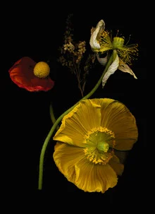 Photo art by Ramona Reimann: bright yellow poppy flower against a dark background