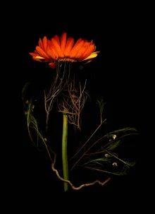Photo art by Ramona Reimann: delicate blossom in soft colors, radiating calmness