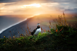 Marina Weishaupt, Puffin at the edge of a cliff in Iceland - Island, Europa)