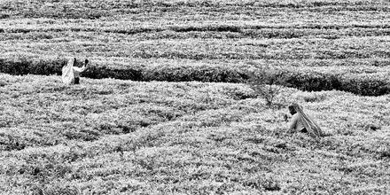 Photo art by Jagdev Singh: a moment of life in a tea plantation in Sri Lanka