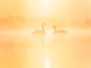 Felix Wesch, Schwäne im Sonnenaufgangsnebel
