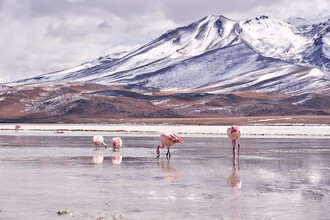 Marvin Kronsbein, Line of Flamingos (Bolivia, Latin America and Caribbean)