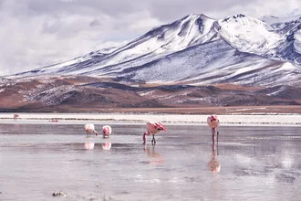 Photo art by Marvin Kronsbein: Flamingos lined up against a lagoon backdrop