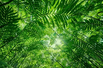Fotokunst von Marvin Kronsbein: üppiges Blätterdach im Dschungel von Nicaragua
