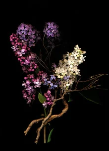 Photo art by Ramona Reimann: Lilac flowers in a dark, dreamy atmosphere