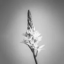 Milchstern - fotokunst von Björn Witt