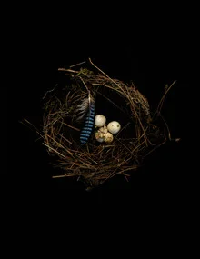 Fotokunst von Ramona Reimann: ein Vogelnest mit Ei und Federn in sanften Farben