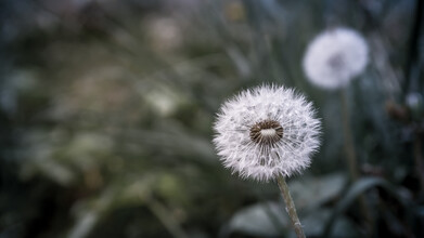Marvin Kronsbein, Dandelion (Germany, Europe)