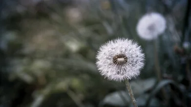 Close-up of a dandelion, delicate and detailed, with soft colors
