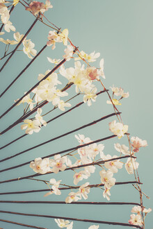 Pascal Deckarm, Cherry blossoms