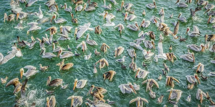 Photo art by Andreas Adams: Sea lion, gull, and pelican by the California coast.