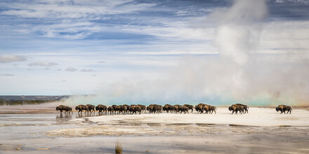 Andreas Adams, THE BIG MIGRATION