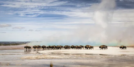 Photo art by Andreas Adams: Bison in the nature of Yellowstone