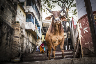 Andreas Adams, INCREDIBLE INDIA