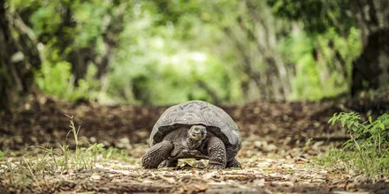 Fotokunst von Andreas Adams: Riesenschildkröte in einer grünen Landschaft in Ecuador.