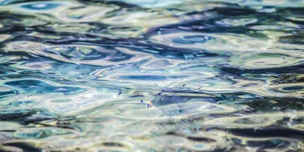 Landschaftsaufnahme von Andreas Adams: Fische schwimmen in klarem, türkisfarbenem Wasser.