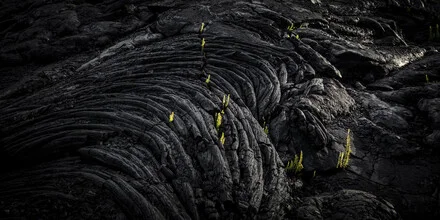 Photo art by Andreas Adams: palm trees against a volcanic landscape in Hawaii.