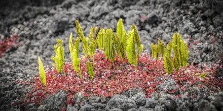 Fotokunst von Andreas Adams: Blumeninsel in sanften Farben, friedliche Stimmung.
