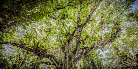 Andreas Adams, TREE OF LIFE