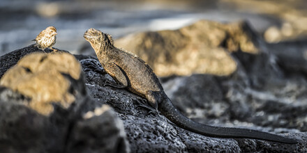 Andreas Adams, GALAPAGOS LOVE STORY