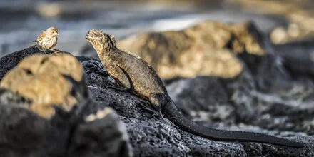 Photo art by Andreas Adams: an iguana and a bird in a harmonious encounter on the Galapagos Islands