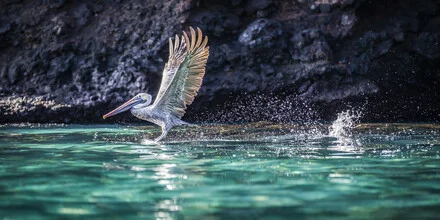 Photo art by Andreas Adams: Pelican in turquoise water in Ecuador