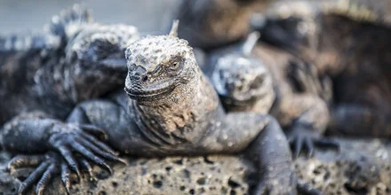 Fotokunst von Andreas Adams: nahaufnahme einer Gruppe von Leguanen in Ecuador