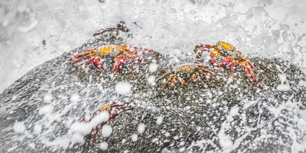 Photo art by Andreas Adams: crab on a rock in Ecuador