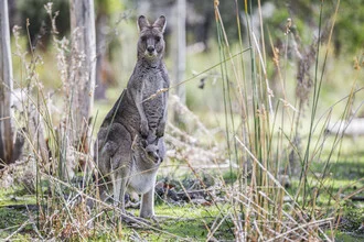 Cute photo of a kangaroo with a baby in Australia, conveying a cheerful mood.
