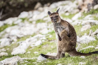Photo art by Andreas Adams: playful kangaroo in a natural setting