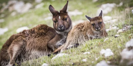 Photo art of a cute baby kangaroo resting in the grass, daydreaming peacefully.