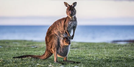 Fotokunst von Andreas Adams: Känguru mit Baby in sanfter Abendatmosphäre