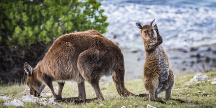 Photo art by Andreas Adams: Kangaroo with her baby in a friendly greeting