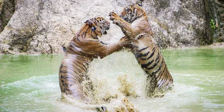 Kraftvoller Tiger in der Wildnis, der Mut und Stärke ausstrahlt.